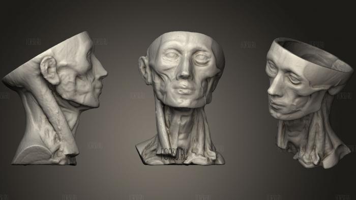 Анатомия головы человека 3d stl модель для ЧПУ